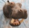 REAL HIPPO SH MT W/REPRODUCTION TEETH  TAXIDERMY