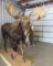 LIFESIZE MOOSE TAXIDERMY