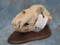 GRIZZLY BEAR SKULL ON WOODEN PLAQUE TAXIDERMY