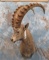 SIBERIAN IBEX w/ XL HORNS TAXIDERMY