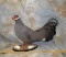 VERY BEAUTIFUL BLUE EARED PHEASANT  TAXIDERMY