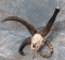 4 HORN JACOB SHEEP SKULL  TAXIDERMY