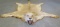 LION RUG WITH MOUNTED HEAD (TX RES) TAXIDERMY