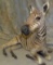 LIFESIZE ADOLESCENT ZEBRA  TAXIDERMY