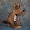 RACCOON 