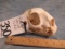MOUNTAIN LION SKULL Missing Upper Canines