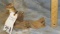 CHIPMUNK ON A LOG TAXIDERMY