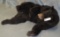 LIFESIZE CINNAMON BLACK BEAR TAXIDERMY