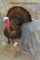LIFESIZE TURKEY TAXIDERMY