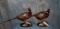 2 VERY NICE STANDING RINGNECK PHEASANTS (2X$) TAXIDERMY