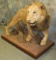 FULL BODY AFRICAN LION (TX RES)