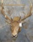 ELK SH MT TAXIDERMY