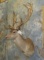 CHOCOLATE FALLOW SH MT TAXIDERMY