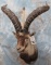 GREDOS IBEX SH MT  TAXIDERMY