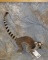 RINGTAIL LEMUR (TX RES) TAXIDERMY