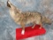 LIFESIZE HOWLING COYOTE ON BASE  TAXIDERMY