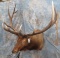 XXL MONSTER ELK SH MT  TAXIDERMY