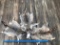 3 RACCOON FURS/COMPLETE FEET (3X$) TAXIDERMY