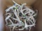BOX OF 30LBS OF ANTLERS  TAXIDERMY