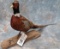 RING NECK PHEASANT