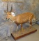 LIFESIZE BUSHBUCK TAXIDERMY