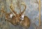 2 WHITETAIL SH MTS (2X$) TAXIDERMY