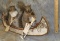 2 SQUIRRELS IN A CANOE TAXIDERMY