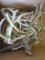BOX OF 30LBS OF ANTLERS  TAXIDERMY