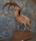 LIFESIZE PERSIAN IBEX 47
