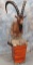 IBEX WATER FOUNTAIN TAXIDERMY