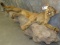 FULL BODY COUGAR TAXIDERMY