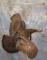 TURKEY TAXIDERMY