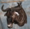 BLUE WILDEBEEST SH MT  TAXIDERMY