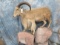 LIFESIZE AOUDAD TAXIDERMY