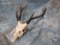 RUSSA DEER SKULL TAXIDERMY
