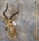 IMPALA SH MT TAXIDERMY