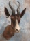 CHOCOLATE SPRINGBOK SH MT  TAXIDERMY