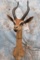 GERNUK SH MT TAXIDERMY