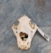 REPAIRED LION SKULL WITH 1 REPRODUCTION CANINE (TX RES ONLY)