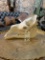 CAMEL SKULL  TAXIDERMY