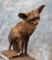 LIFESIZE BAT EARED FOX TAXIDERMY