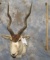 ADDAX (TX RES) TAXIDERMY
