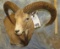 MOUFLON WALL PED TAXIDERMY