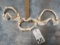 3 SETS OF SHARK JAWS (3x$)  TAXIDERMY