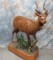 LIFESIZE SITATUNGA TAXIDERMY