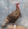 LIFESIZE STANDING TURKEY TAXIDERMY