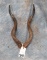 LESSER KUDU HORNS ON SKULL CAP  TAXIDERMY