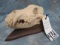 WOLF SKULL ON WOODEN PLAQUE TAXIDERMY
