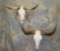 2 LONGHORN SKULLS (2X$) TAXIDERMY