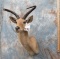 REEDBUCK SH MT TAXIDERMY